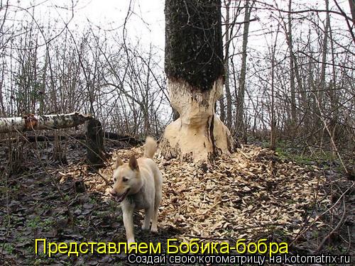 Представляем Бобика-бобра... Котоматрица: Представляем Бобика-бобра
