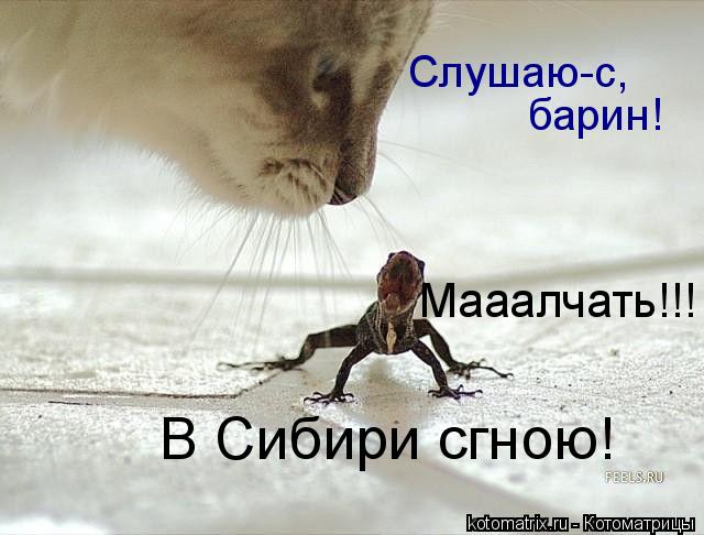 Мааалчать!!! Слушаю-с, барин! В Сибири сгною!... Котоматрица: Мааалчать!!! Слушаю-с, барин! В Сибири сгною!