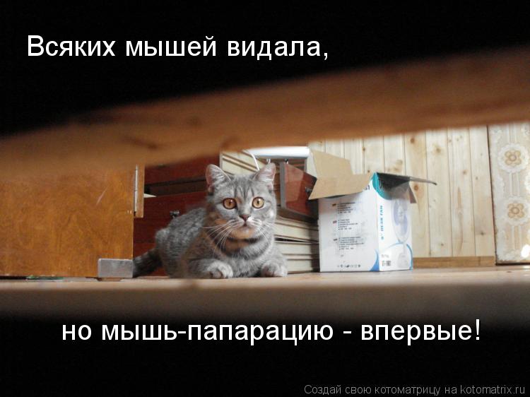 Всяких мышей видала, но мышь-папарацию - впервые!... Котоматрица: Всяких мышей видала, но мышь-папарацию - впервые!