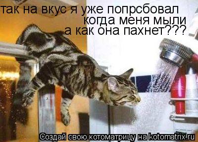 так на вкус я уже попрсбовал когда меня мыли а как она пахнет???... Котоматрица: так на вкус я уже попрсбовал когда меня мыли а как она пахнет???