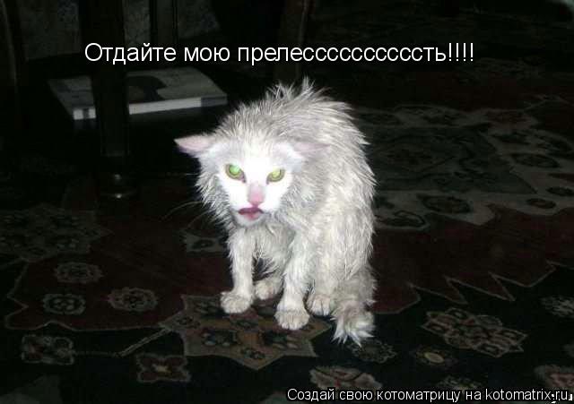 Отдайте мою прелессссссссссть!!!!... Котоматрица: Отдайте мою прелессссссссссть!!!!