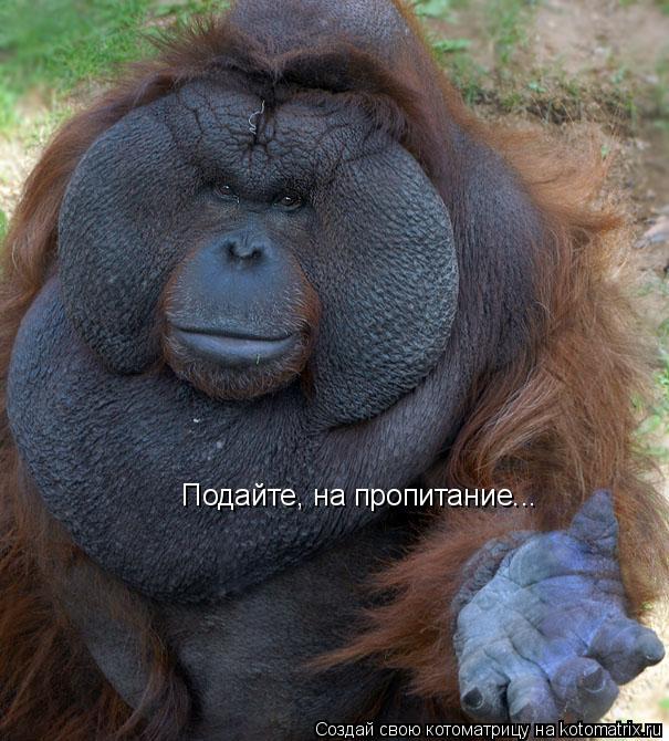 Подайте, на пропитание...... Котоматрица: Подайте, на пропитание...