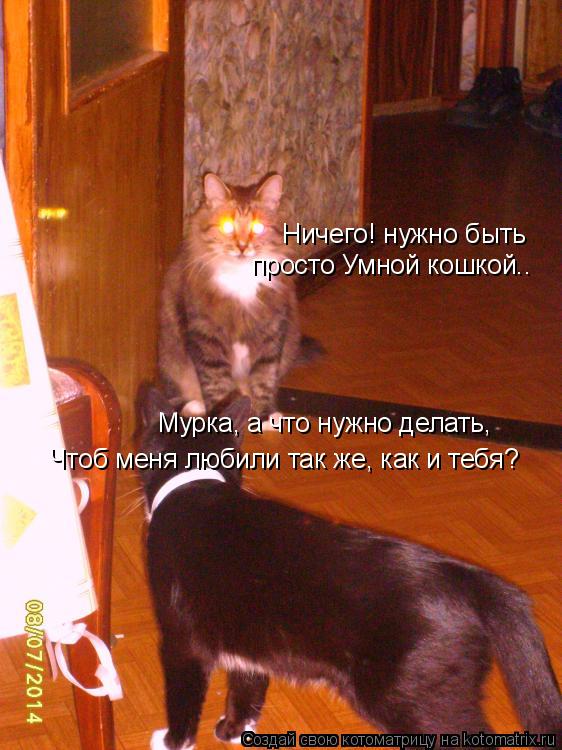 Мурка, а что нужно делать, Чтоб меня любили так же, как и тебя? Ничего! нужно быть просто Умной кош... Котоматрица: Мурка, а что нужно делать, Чтоб меня любили так же, как и тебя? Ничего! нужно быть просто Умной кошкой..