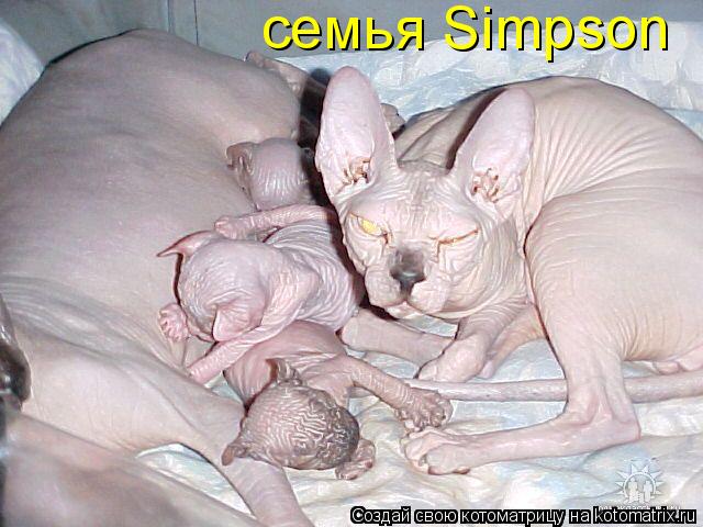 семья Simpson... Котоматрица: семья Simpson