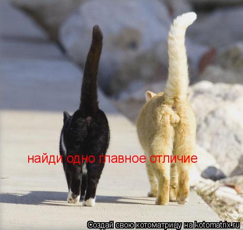 найди одно главное отличие... Котоматрица: найди одно главное отличие