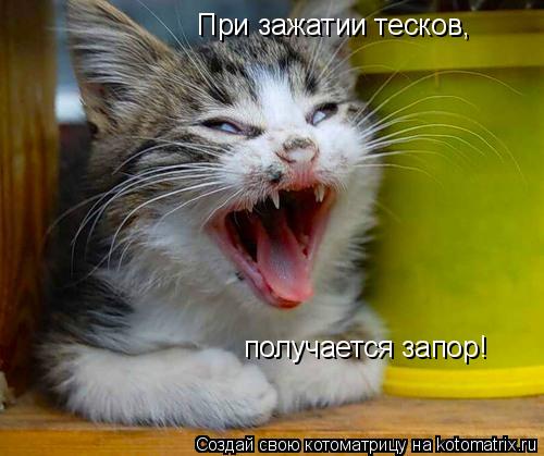 При зажатии тесков, получается запор!... Котоматрица: При зажатии тесков, получается запор!