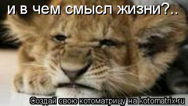 и в чем смысл жизни?..... Котоматрица: и в чем смысл жизни?..