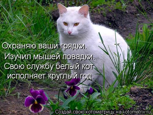 Охраняю ваши грядки. Изучил мышей повадки. Свою службу белый кот исполняет круглый год.... Котоматрица: Охраняю ваши грядки. Изучил мышей повадки. Свою службу белый кот исполняет круглый год.