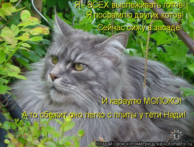 Я - ВСЕХ выслеживать готов! Я посрамлю других котов! Сейчас сижу в засаде! И караулю МОЛОКО! А то сбе... Котоматрица: Я - ВСЕХ выслеживать готов! Я посрамлю других котов! Сейчас сижу в засаде! И караулю МОЛОКО! А то сбежит оно легко с плиты у тёти Нади!