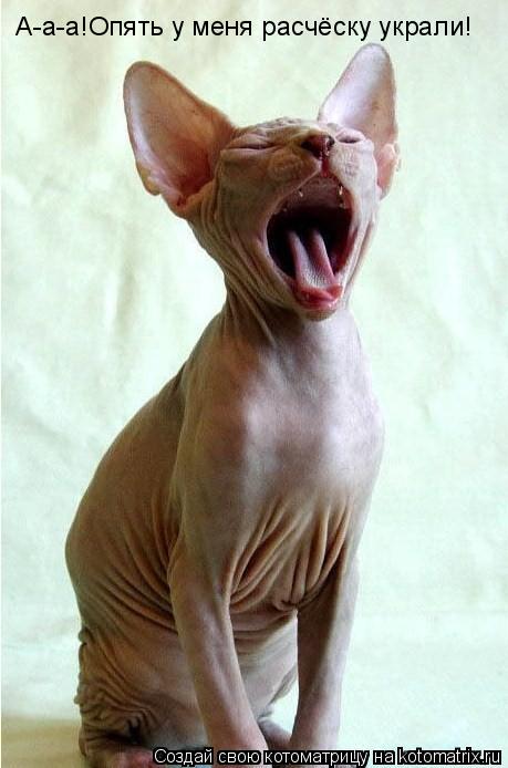А-а-а!Опять у меня расчёску украли!... Котоматрица: А-а-а!Опять у меня расчёску украли!
