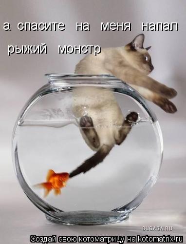 а спасите на меня напал рыжий монстр... Котоматрица: а спасите на меня напал рыжий монстр