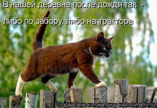 В нашей деревне после дождя так - либо по забору, либо на тракторе... Котоматрица: В нашей деревне после дождя так - либо по забору, либо на тракторе