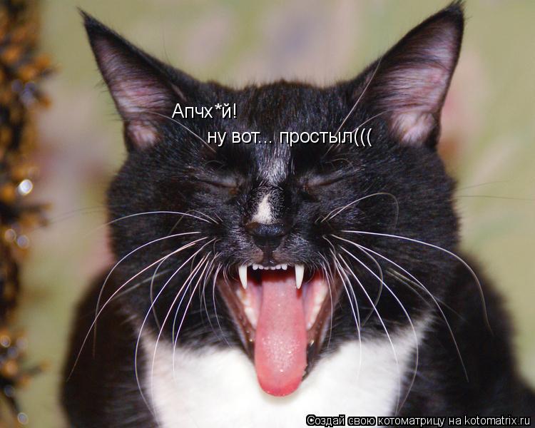 Апчх*й! ну вот... простыл(((... Котоматрица: Апчх*й! ну вот... простыл(((