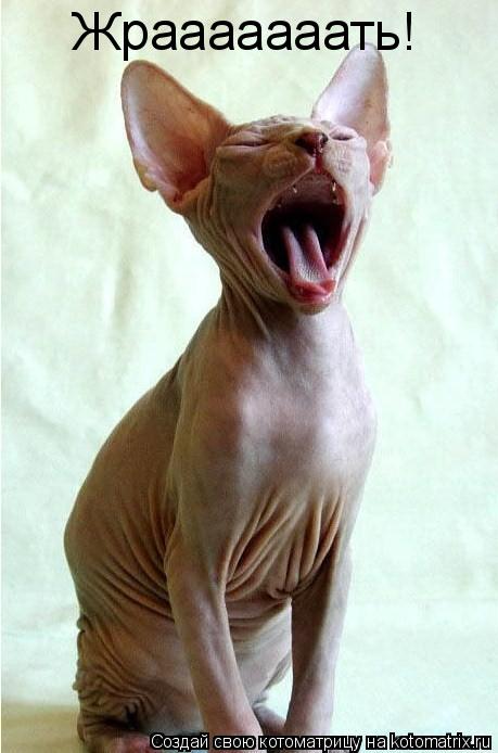 Жрааааааать!... Котоматрица: Жрааааааать!