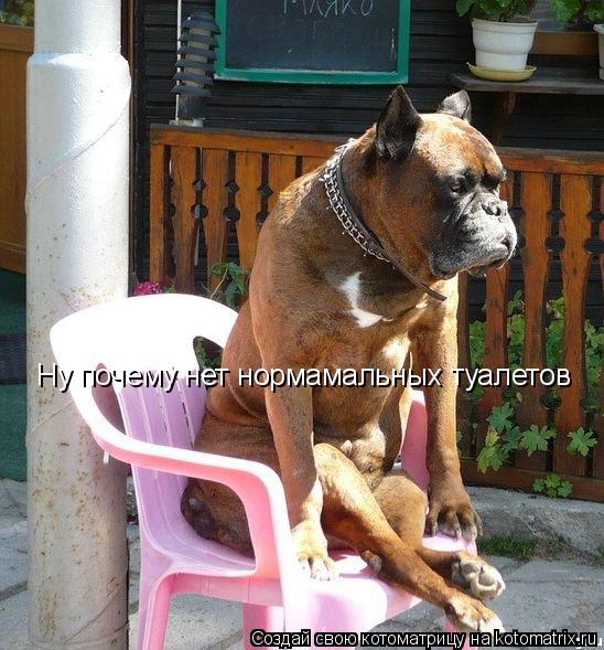 Ну почему нет нормамальных туалетов... Котоматрица: Ну почему нет нормамальных туалетов