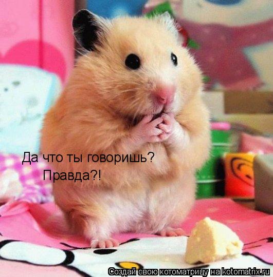 Да что ты говоришь? Правда?!... Котоматрица: Да что ты говоришь? Правда?!