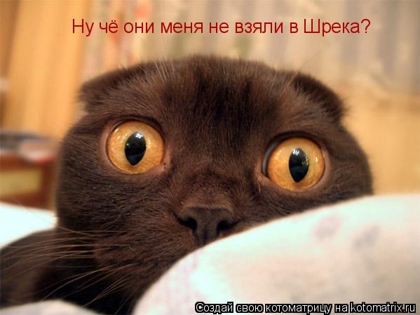 Ну чё они меня не взяли в Шрека?... Котоматрица: Ну чё они меня не взяли в Шрека?