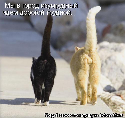 Мы в город изумрудный идем дорогой трудной...... Котоматрица: Мы в город изумрудный идем дорогой трудной...