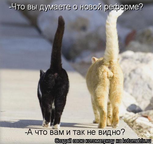 -Что вы думаете о новой реформе? -А что вам и так не видно?... Котоматрица: -Что вы думаете о новой реформе? -А что вам и так не видно?
