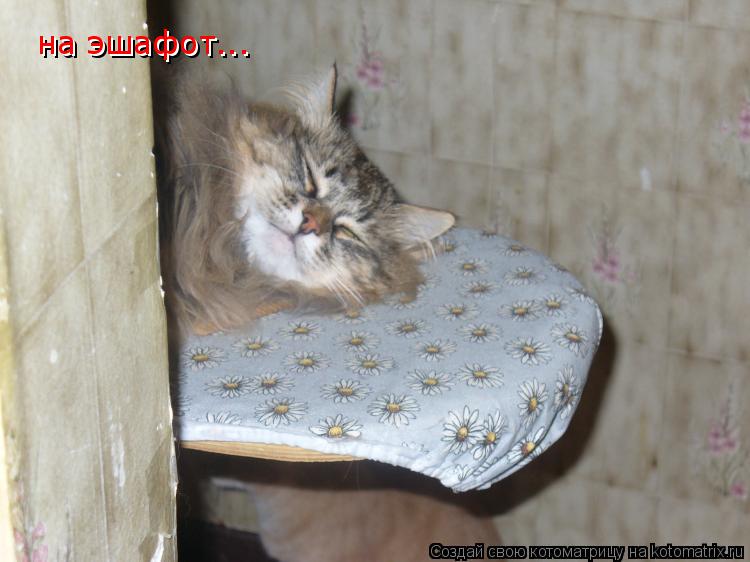 на эшафот... на эшафот...... Котоматрица: на эшафот... на эшафот...