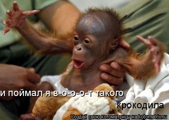 и поймал я в-о-о-о-т такого крокодила... Котоматрица: и поймал я в-о-о-о-т такого крокодила