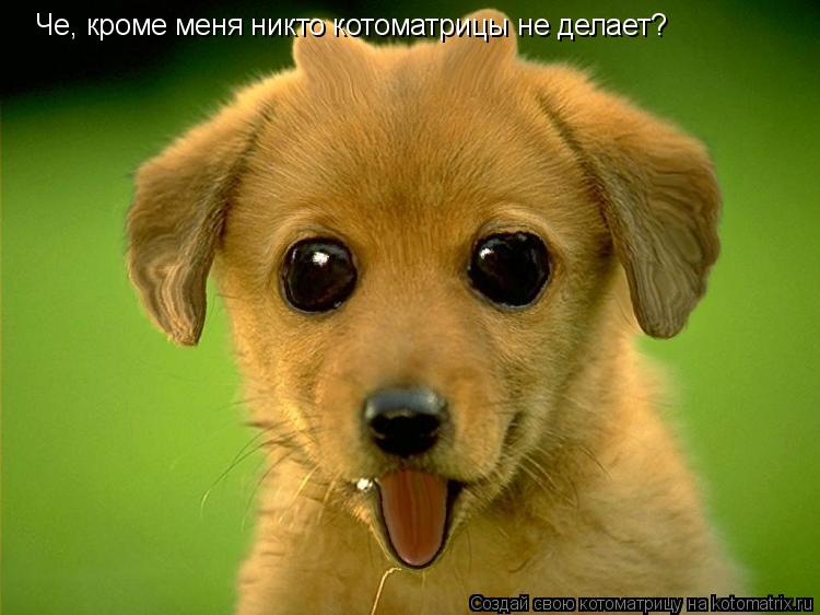 Че, кроме меня никто котоматрицы не делает?... Котоматрица: Че, кроме меня никто котоматрицы не делает?