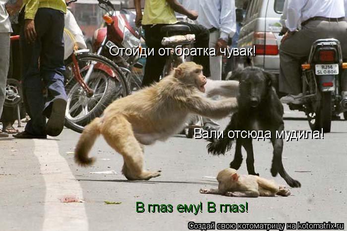 Отойди от братка чувак! Вали отсюда мудила! В глаз ему! В глаз!... Котоматрица: Отойди от братка чувак! Вали отсюда мудила! В глаз ему! В глаз!