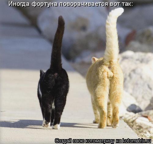 Иногда фортуна поворачивается вот так:... Котоматрица: Иногда фортуна поворачивается вот так: