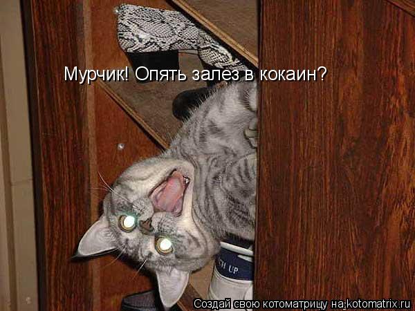 Мурчик! Опять залез в кокаин?... Котоматрица: Мурчик! Опять залез в кокаин?