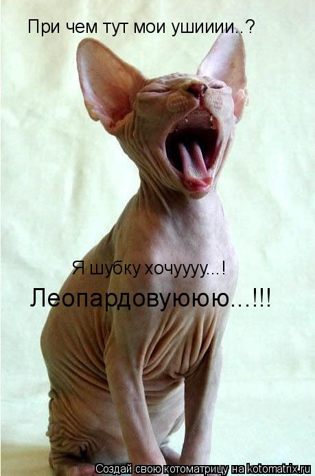 При чем тут мои ушииии..? Я шубку хочуууу...! Леопардовуююю...!!!... Котоматрица: При чем тут мои ушииии..? Я шубку хочуууу...! Леопардовуююю...!!!