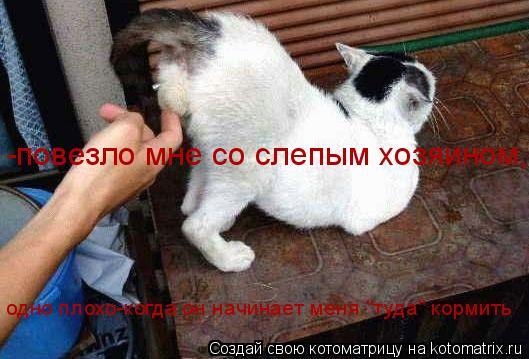 -повезло мне со слепым хозяином, одно плохо-когда он начинает меня "туда" кормить... Котоматрица: -повезло мне со слепым хозяином, одно плохо-когда он начинает меня "туда" кормить
