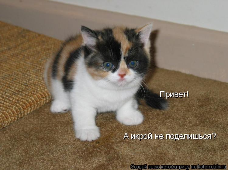 Привет! А икрой не поделишься?... Котоматрица: Привет! А икрой не поделишься?