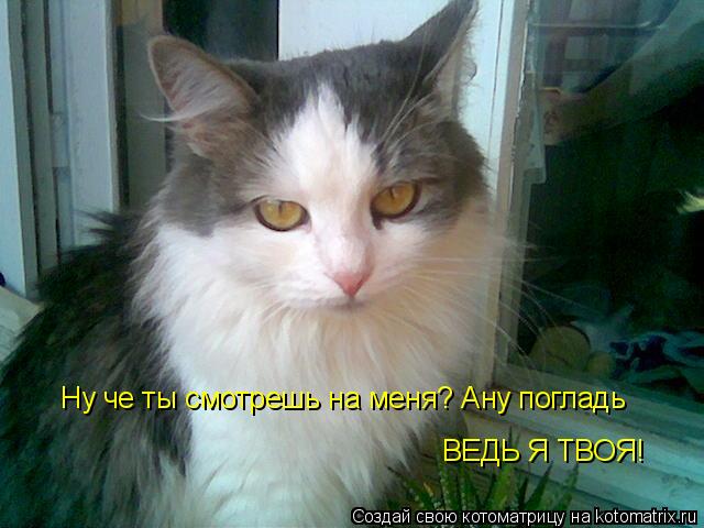 Ну че ты смотрешь на меня? Ану погладь ВЕДЬ Я ТВОЯ!... Котоматрица: Ну че ты смотрешь на меня? Ану погладь ВЕДЬ Я ТВОЯ!