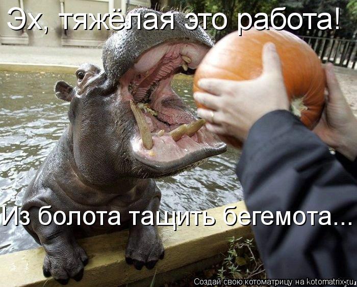 Эх, тяжёлая это работа! Из болота тащить бегемота...... Котоматрица: Эх, тяжёлая это работа! Из болота тащить бегемота...