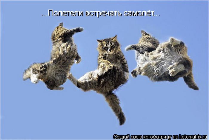...Полетели встречать самолёт...... Котоматрица: ...Полетели встречать самолёт...