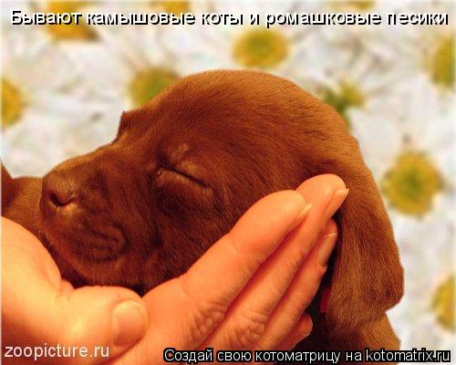 Бывают камышовые коты и ромашковые песики... Котоматрица: Бывают камышовые коты и ромашковые песики