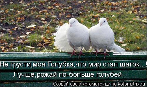 Не грусти,моя Голубка,что мир стал шаток...! Лучше,рожай по-больше голубей.... Котоматрица: Не грусти,моя Голубка,что мир стал шаток...! Лучше,рожай по-больше голубей.