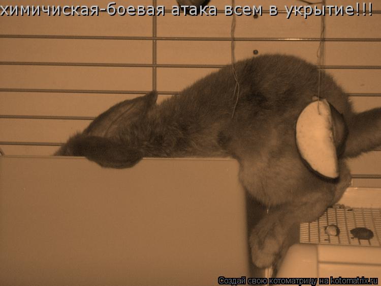 химичиская-боевая атака всем в укрытие!!!... Котоматрица: химичиская-боевая атака всем в укрытие!!!