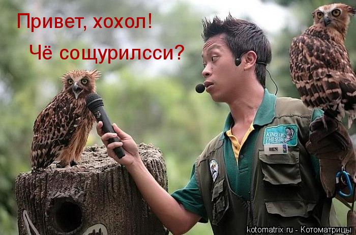 Привет, хохол! Чё сощурилсси?... Котоматрица: Привет, хохол! Чё сощурилсси?