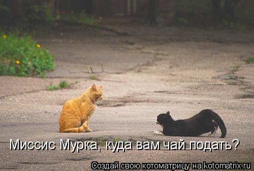 Миссис Мурка, куда вам чай подать?... Котоматрица: Миссис Мурка, куда вам чай подать?