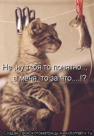 Не ,ну тебя то понятно.., а меня то за что....!?... Котоматрица: Не ,ну тебя то понятно.., а меня то за что....!?