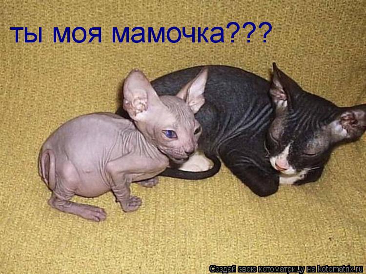 ты моя мамочка???... Котоматрица: ты моя мамочка???