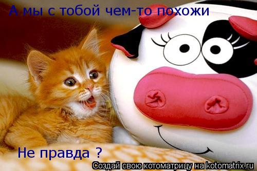 А мы с тобой чем-то похожи Не правда ?... Котоматрица: А мы с тобой чем-то похожи Не правда ?