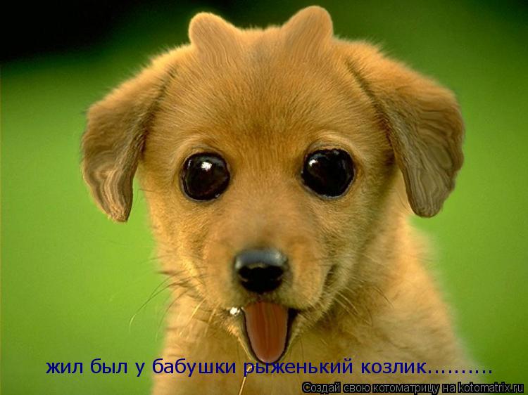 жил был у бабушки рыженький козлик............. Котоматрица: жил был у бабушки рыженький козлик..........