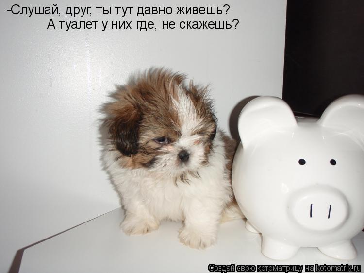 -Слушай, друг, ты тут давно живешь? А туалет у них где, не скажешь?... Котоматрица: -Слушай, друг, ты тут давно живешь? А туалет у них где, не скажешь?