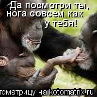 Да посмотри ты, нога совсем как у тебя!... Котоматрица: Да посмотри ты, нога совсем как у тебя!