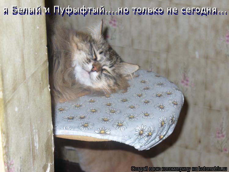 я Белый и Пуфыфтый....но только не сегодня... я Белый и Пуфыфтый....но только не сегодня...... Котоматрица: я Белый и Пуфыфтый....но только не сегодня... я Белый и Пуфыфтый....но только не сегодня...