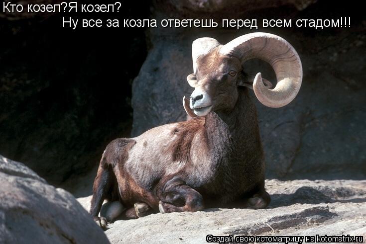 Кто козел?Я козел? Ну все за козла ответешь перед всем стадом!!!... Котоматрица: Кто козел?Я козел? Ну все за козла ответешь перед всем стадом!!!