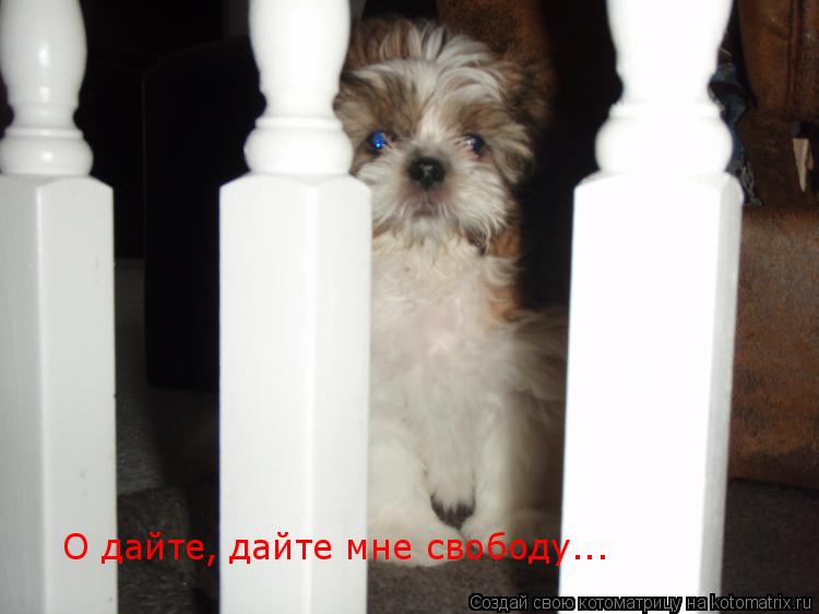 O дайте, дайте мне свободу...... Котоматрица: O дайте, дайте мне свободу...