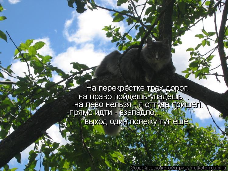 На перекрёстке трёх дорог: -на право пойдешь-упадешь... -на лево нельзя - я оттуда пришёл. -прямо идт... Котоматрица: На перекрёстке трёх дорог: -на право пойдешь-упадешь... -на лево нельзя - я оттуда пришёл. -прямо идти - взападло... выход один,полежу тут ещё.